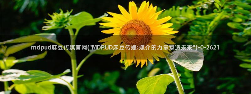 麻豆视频专区合集